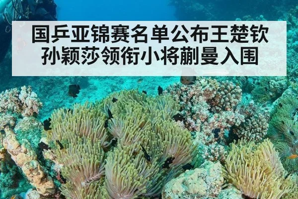 国乒亚锦赛名单公布王楚钦孙颖莎领衔小将蒯曼入围